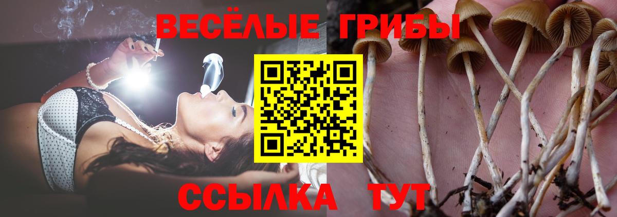 Галлюциногенные грибы Psilocybe Тимашёвск